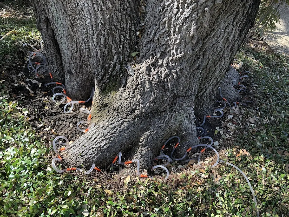 Detailed Shrub and Hedge Trimming job site in Lovell